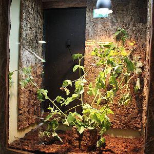 Enclosure Leaf insect