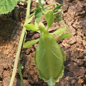 Leaf insect
