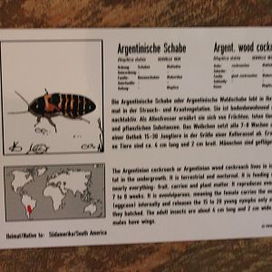Argentinean wood cockroach-sign