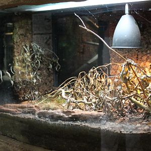 Enclosure Argentinean wood cockroach