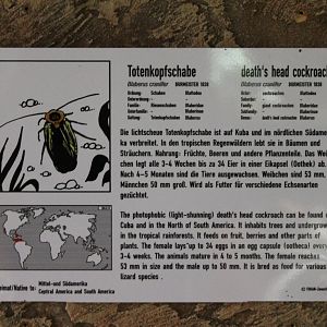 Death's head cockroach-sign