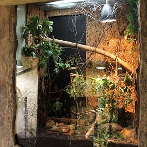 Enclosure Death's head cockroach