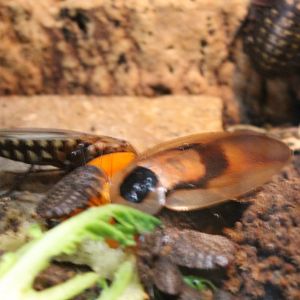 Death's head cockroaches