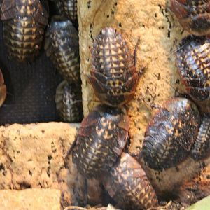 Death's head cockroaches