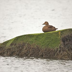 Common Eider at Spinnies/Aberogwen NR, 16/02/17