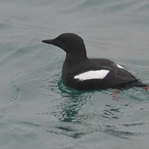 Black Guillemot in Holyhead Harbour, 19/02/17