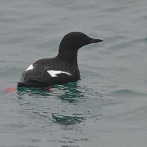 Black Guillemot in Holyhead Harbour, 19/02/17