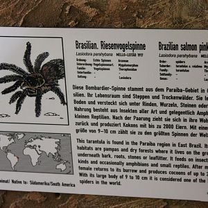 Sign Brazilian salmon pink tarantula