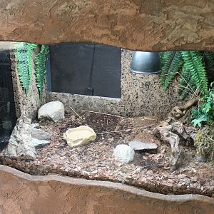 Enclosure Brazilian salmon pink tarantula