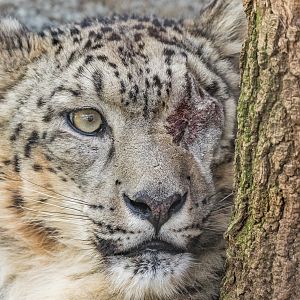 Ramil, male snow leopard.