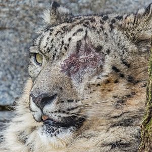 Ramil, male snow leopard.