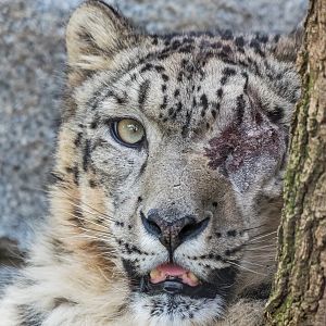 Ramil, male snow leopard.