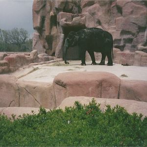 Hogle Zoo 1999 - Animal Giants - Asian Elephant