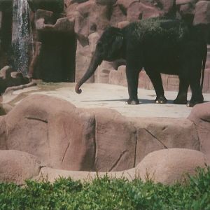 Hogle Zoo 1999 - Animal Giants - Asian Elephant