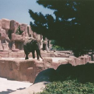 Hogle Zoo 1999 - Animal Giants - Asian Elephant