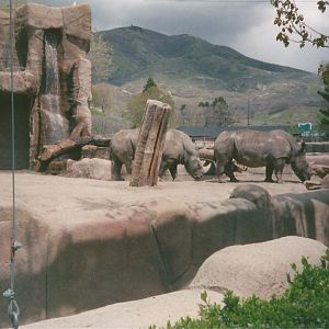 Hogle Zoo 1999 - Animal Giants - White Rhinos