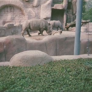 Hogle Zoo 1999 - Animal Giants - White Rhinos