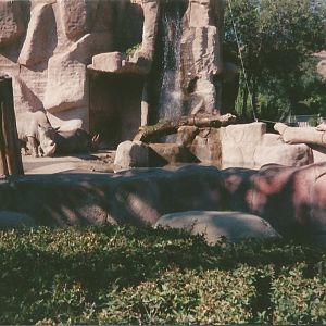 Hogle Zoo 1999 - Animal Giants - White Rhinos