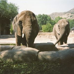 Hogle Zoo 1999 - Animal Giants - African Elephants