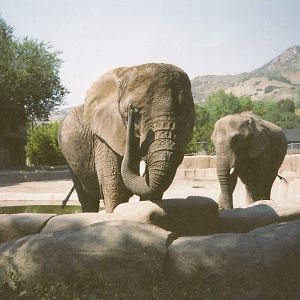 Hogle Zoo 1999 - Animal Giants - African Elephants