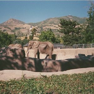 Hogle Zoo 1999 - Animal Giants - African Elephants