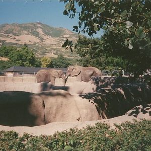 Hogle Zoo 1999 - Animal Giants - African Elephants
