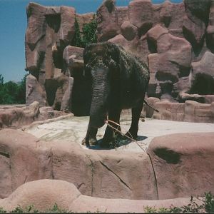 Hogle Zoo 1999 - Animal Giants - Asian Elephant