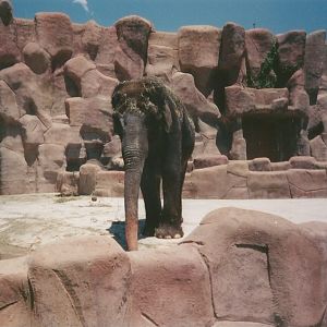 Hogle Zoo 1999 - Animal Giants - Asian Elephant