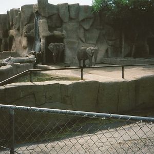 Hogle Zoo 1999 - Animal Giants - African Elephants