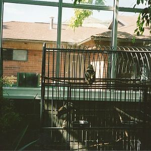 Hogle Zoo 1999 - Tropical Garden - Kookaburras
