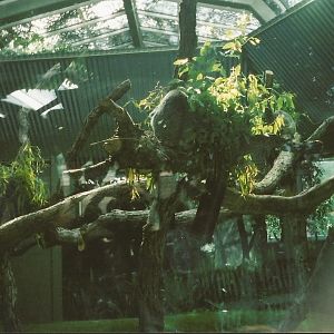 Hogle Zoo 1999 - Tropical Garden - Koalas