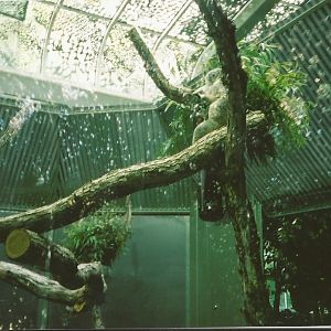 Hogle Zoo 1999 - Tropical Garden - Koalas