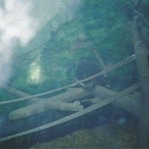 Hogle Zoo 1999 - Great Ape Building - Orangutan