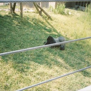 Hogle Zoo 1999 - Great Ape Building - Western Lowland Gorilla