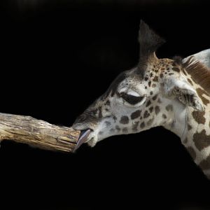 Jan. 2017 - Giraffe Ridge - Zoey