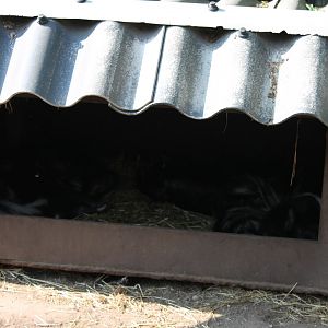 House with Skunks