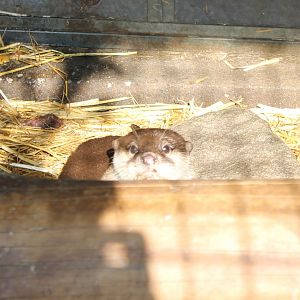 Asian small-clawed otter