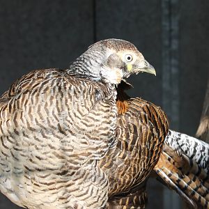 Lady Amherst pheasant