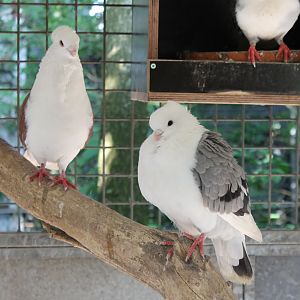 Pigeons of some breed