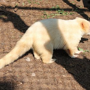Albino Coati