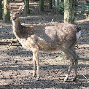 Japanese dika Deer