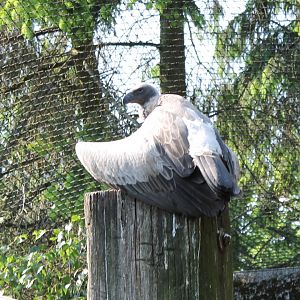 White-backed vulture