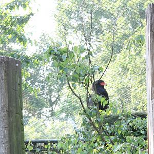 Bateleur