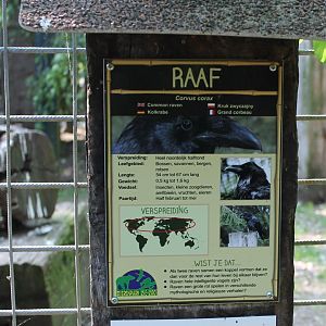 Sign European raven