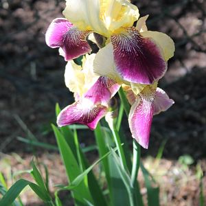 Iris
