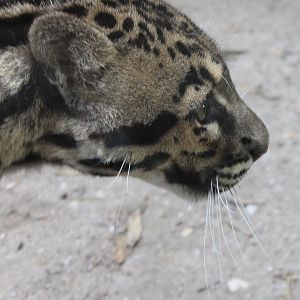 Clouded leopard