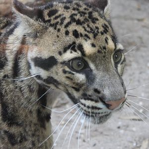 Clouded leopard