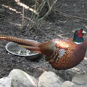 Ring-necked pheasant