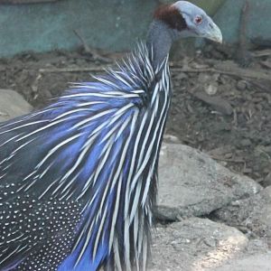 Vulturine guineafowl