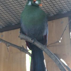 White-cheeked touraco